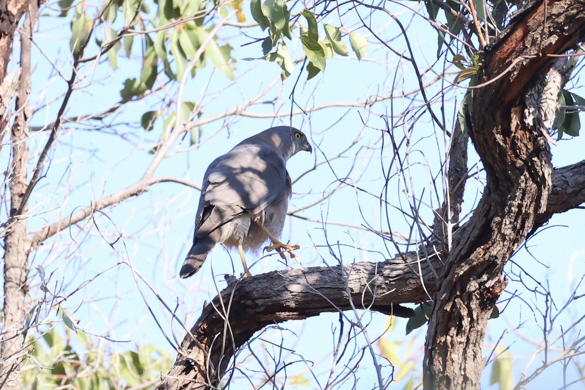 Яструб бурий - ML644201478