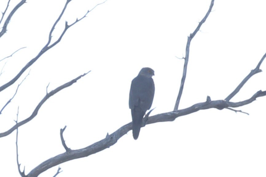 Яструб бурий - ML644201479