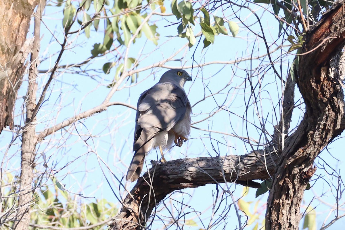 Яструб бурий - ML644201480