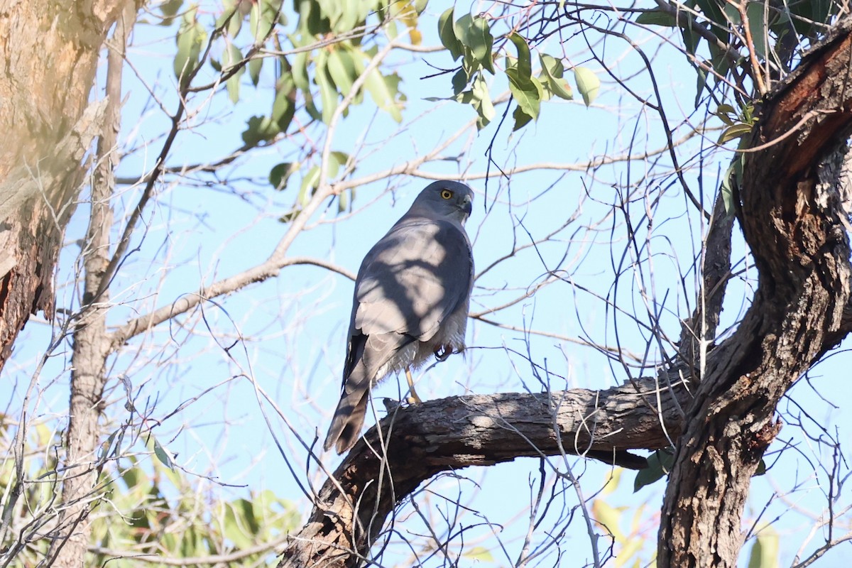 Яструб бурий - ML644201481