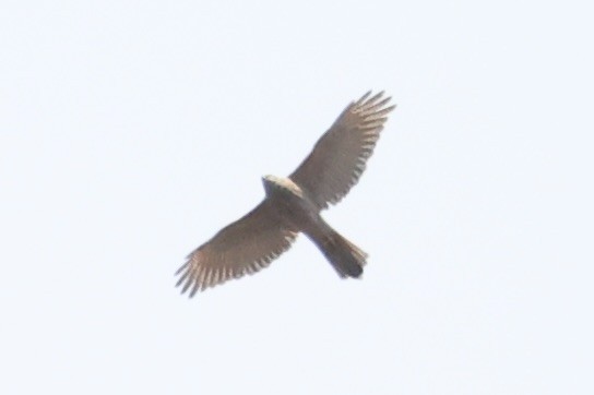 Яструб бурий - ML644201483