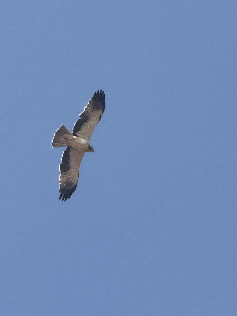 Booted Eagle - ML644201485