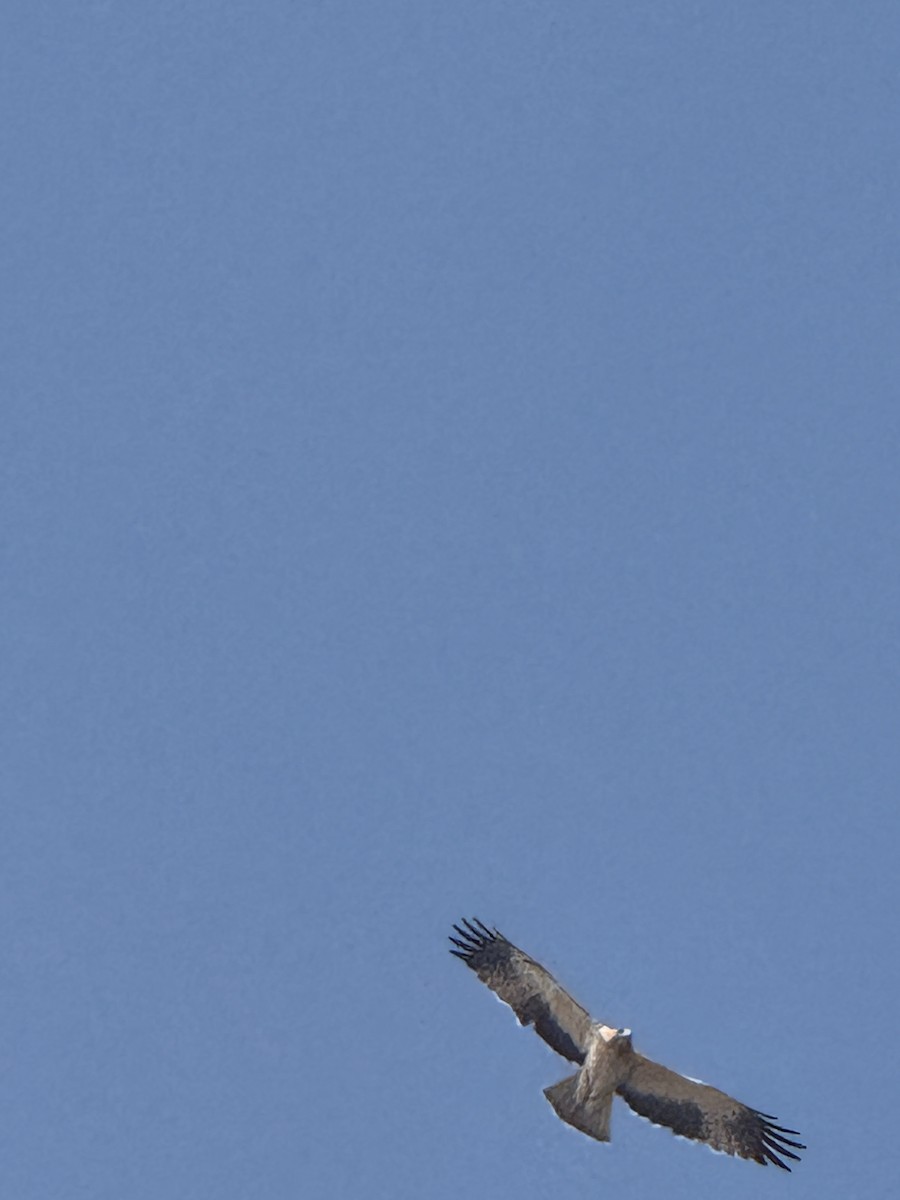 Booted Eagle - ML644201486