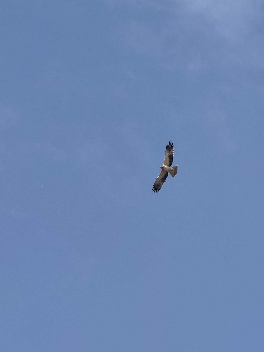 Booted Eagle - ML644201487