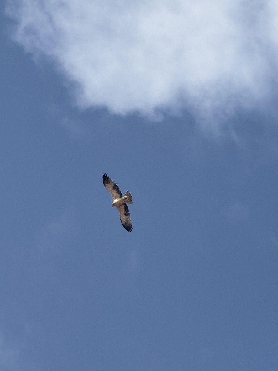 Booted Eagle - ML644201488