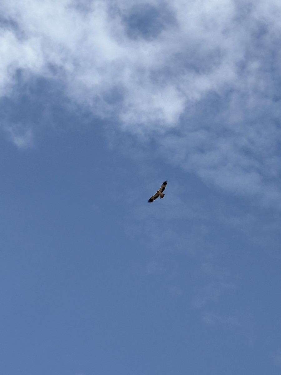 Booted Eagle - ML644201489