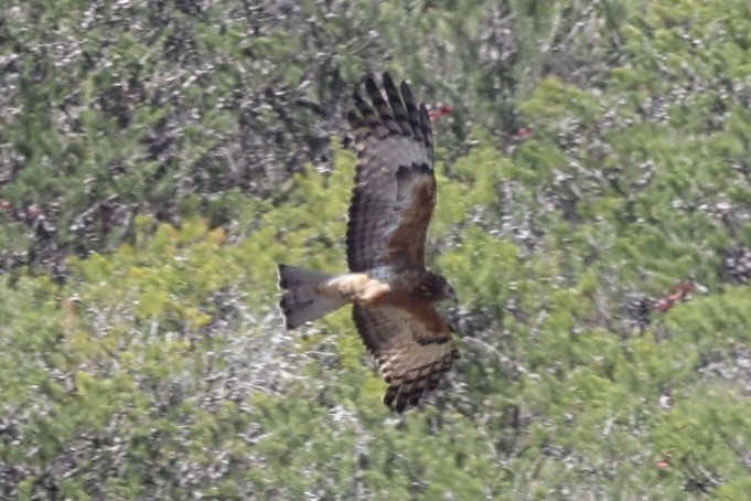 Square-tailed Kite - ML644201490