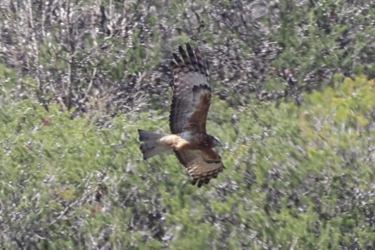 Square-tailed Kite - ML644201491