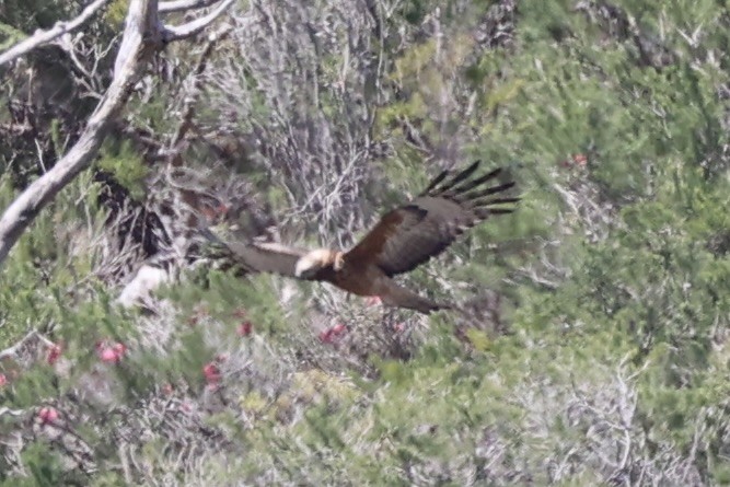 Square-tailed Kite - ML644201492