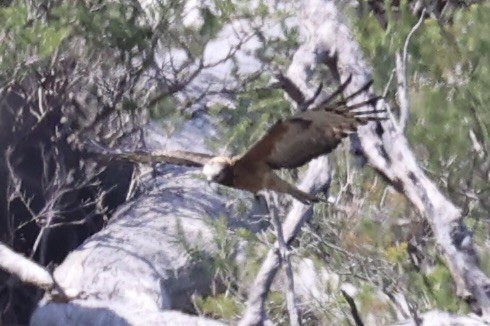 Square-tailed Kite - ML644201493