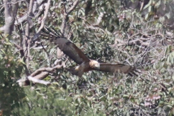Square-tailed Kite - ML644201494