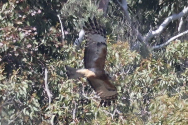 Square-tailed Kite - ML644201495