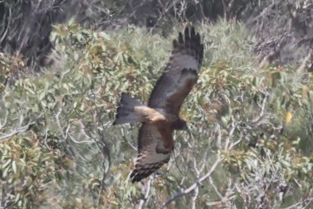 Square-tailed Kite - ML644201496
