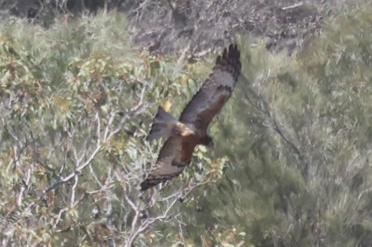Square-tailed Kite - ML644201497
