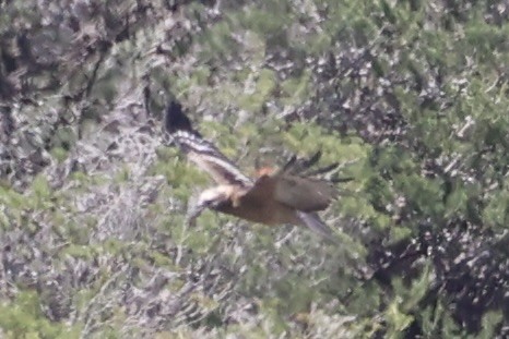 Square-tailed Kite - ML644201498