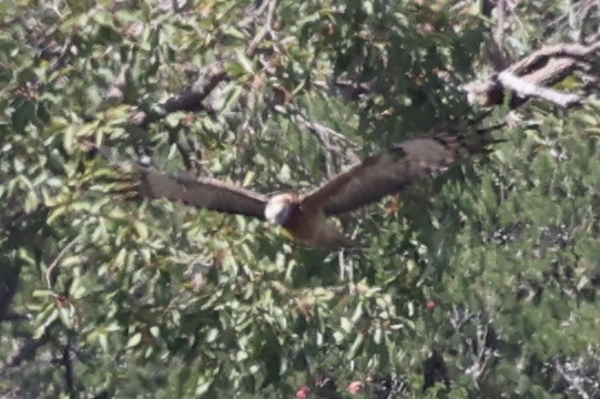 Square-tailed Kite - ML644201499