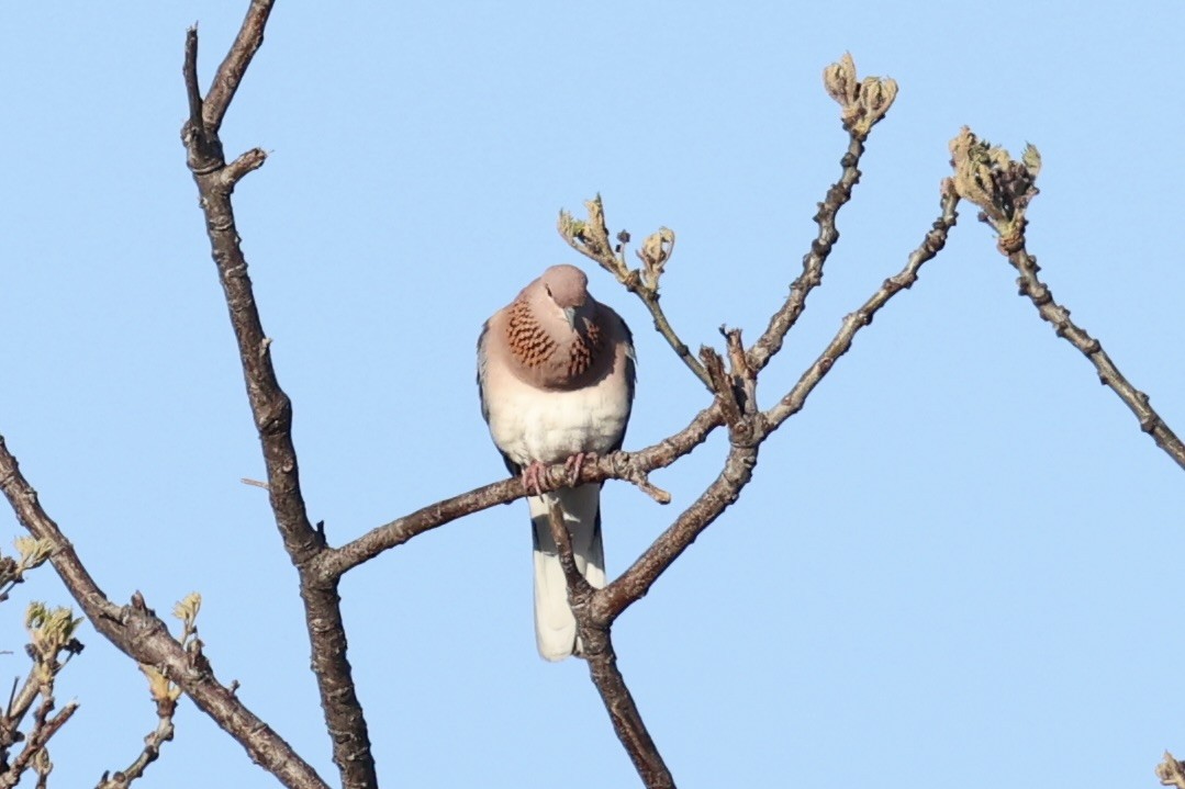 Өөдсөн хүүрзгэнэ - ML644201503