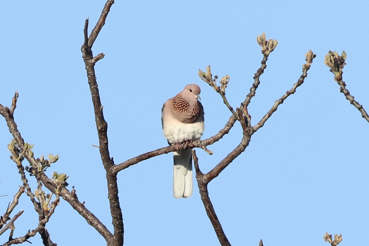 Өөдсөн хүүрзгэнэ - ML644201504