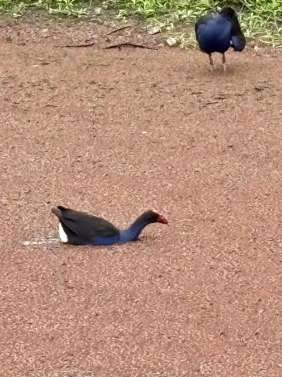 Australasian Swamphen - ML644201506