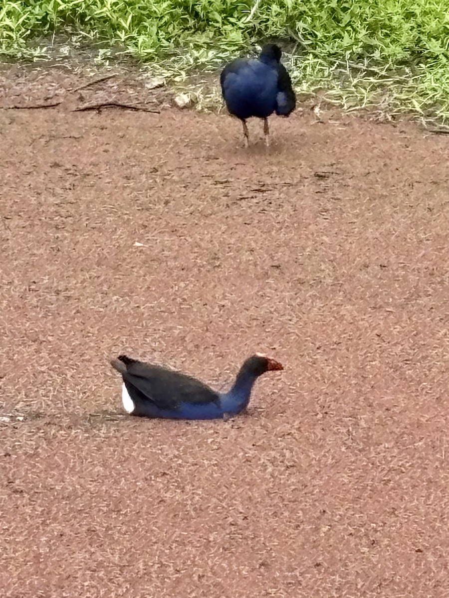 Australasian Swamphen - ML644201507