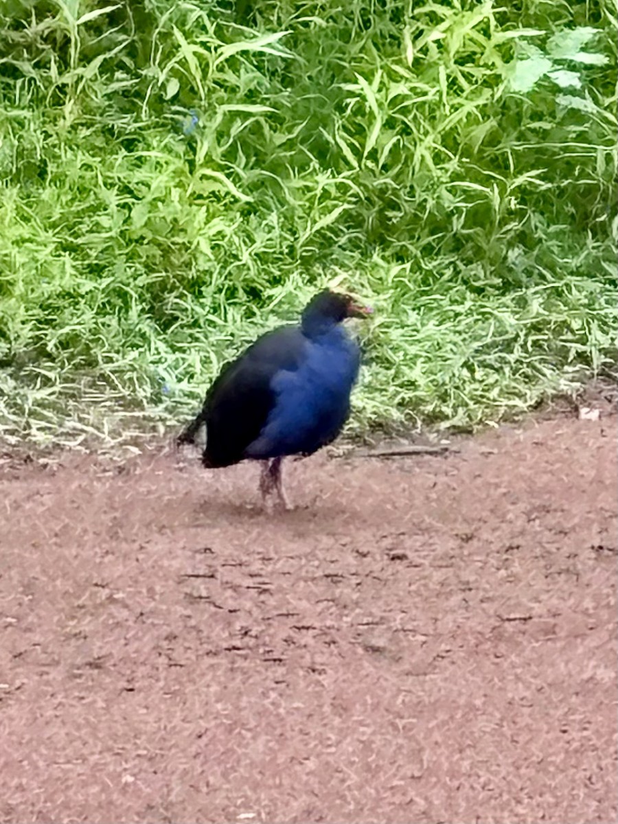 Australasian Swamphen - ML644201508
