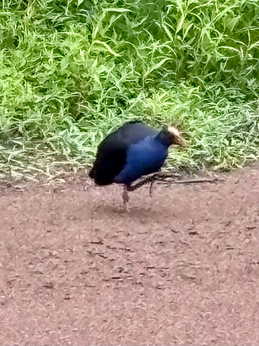 Australasian Swamphen - ML644201509