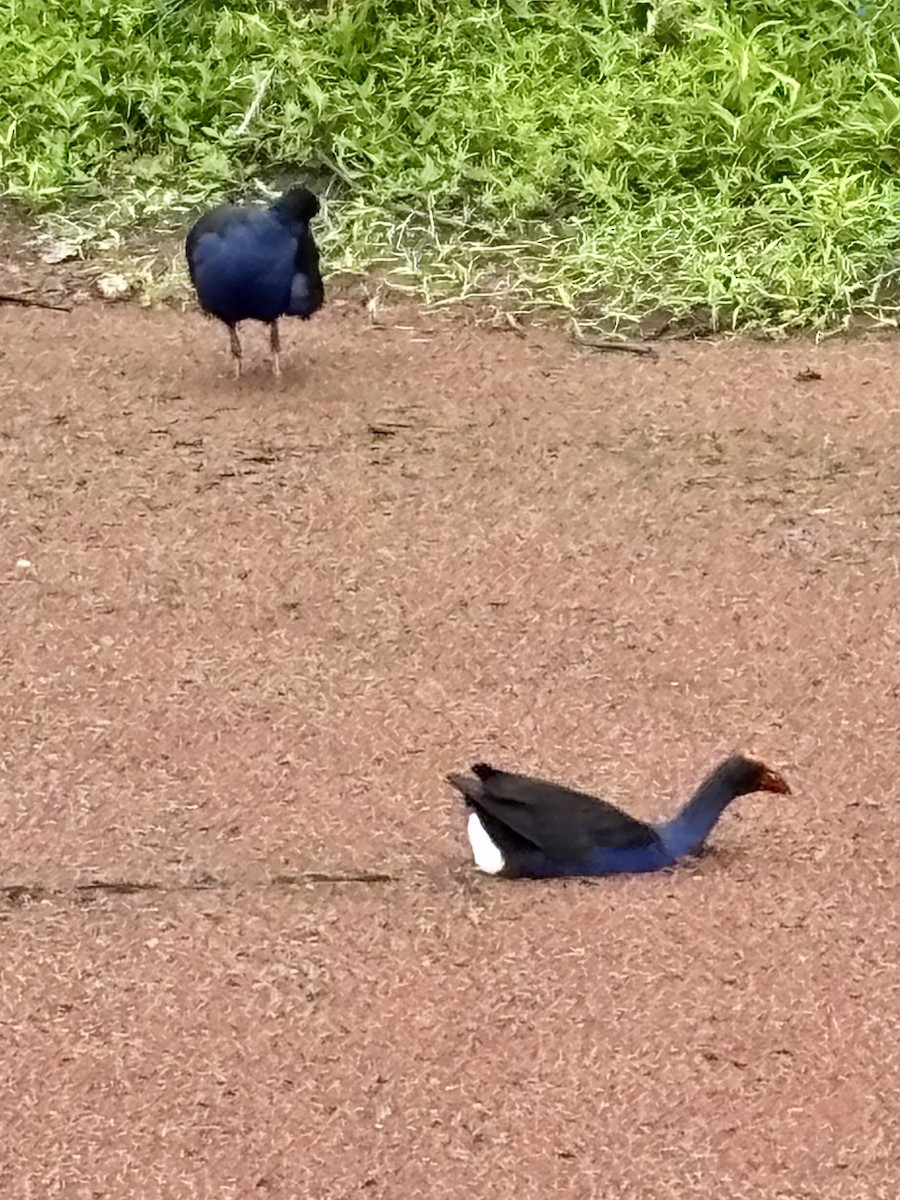 Australasian Swamphen - ML644201510