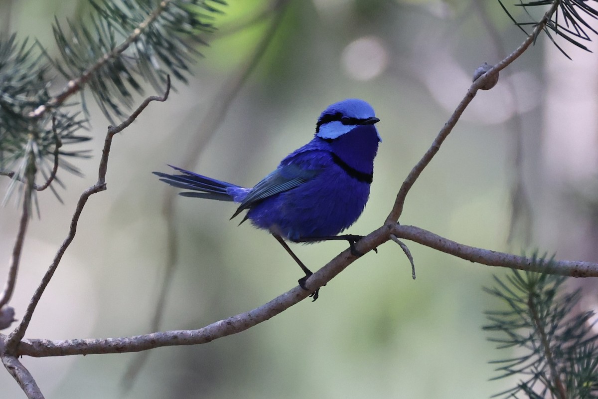 Splendid Fairywren - ML644201511