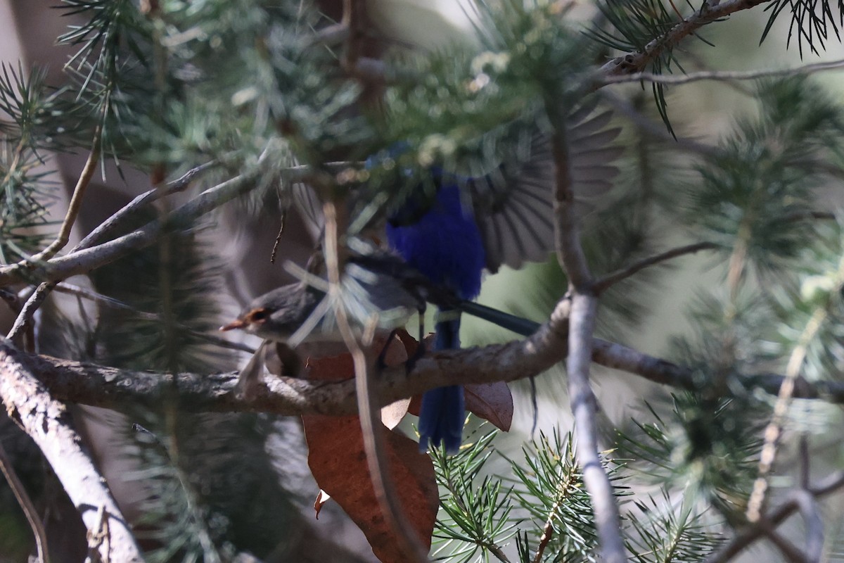Splendid Fairywren - ML644201512