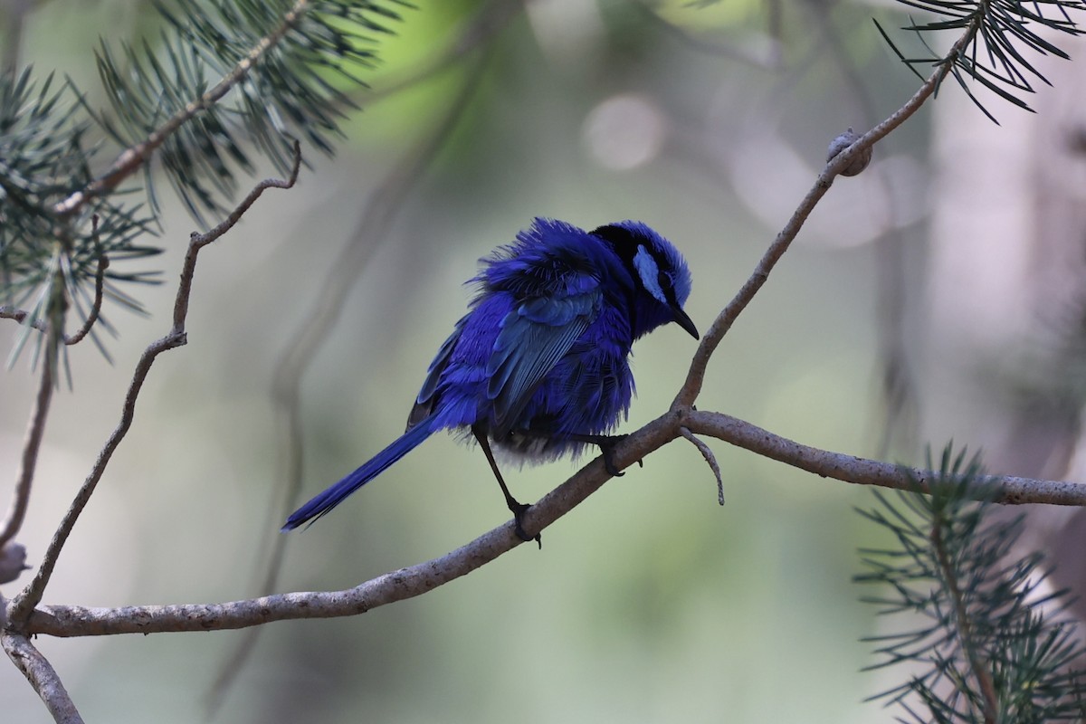 Splendid Fairywren - ML644201513