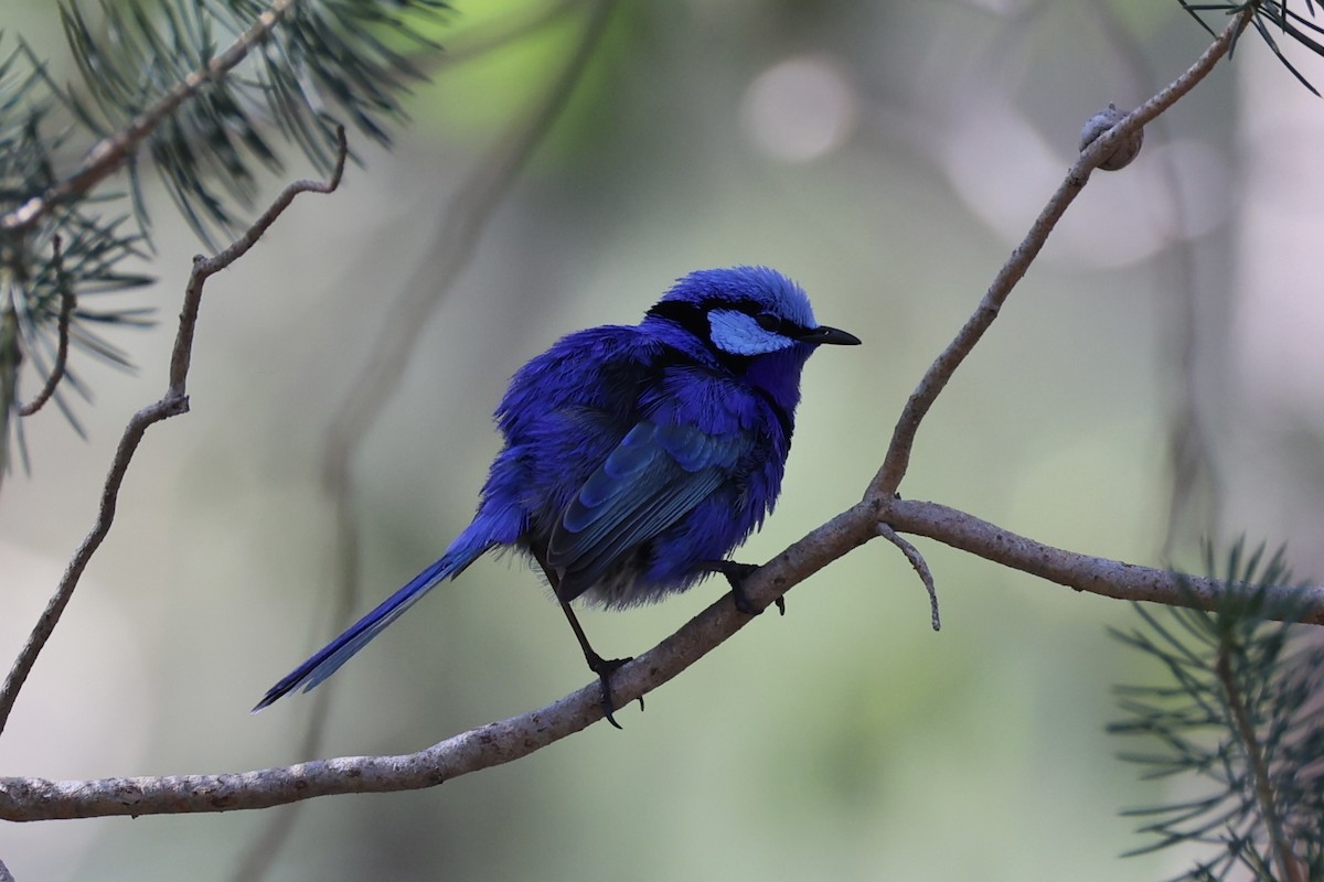 Splendid Fairywren - ML644201514