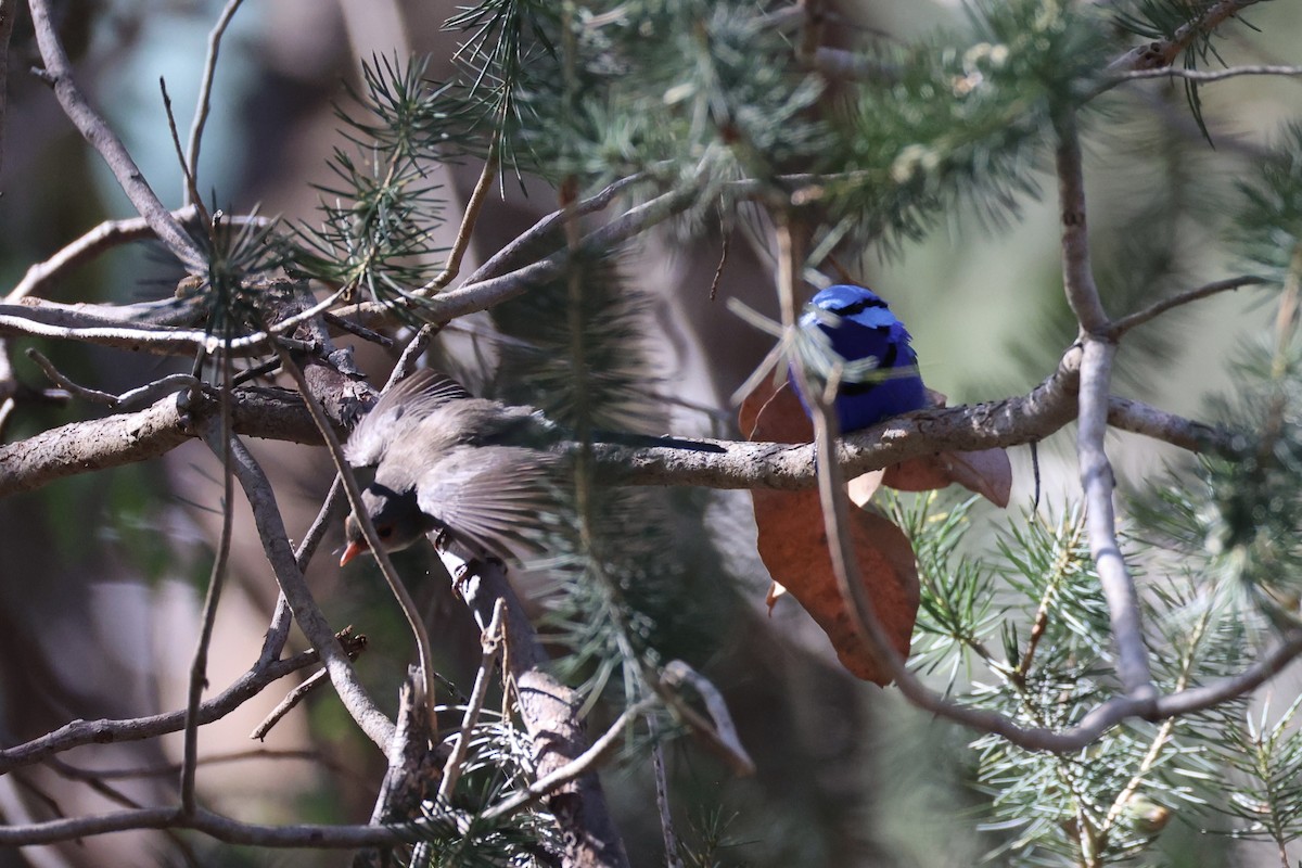 Splendid Fairywren - ML644201515
