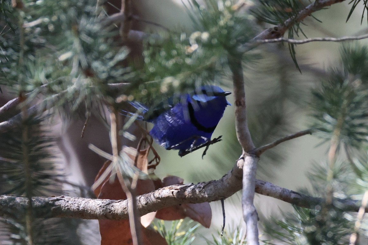 Splendid Fairywren - ML644201516