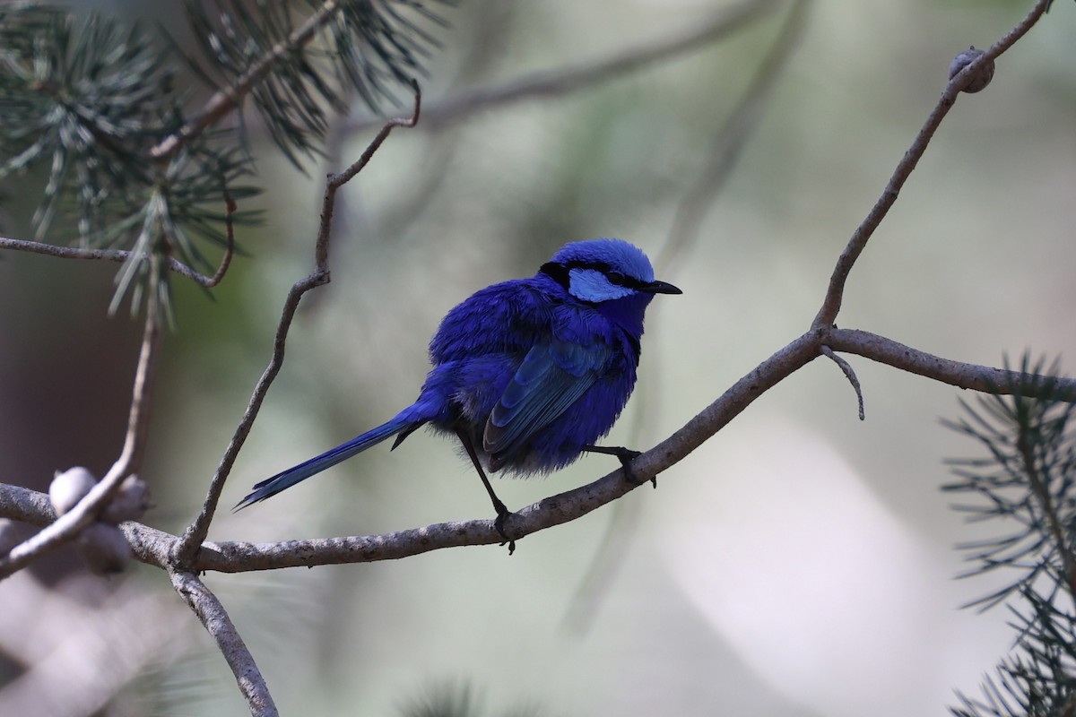 Splendid Fairywren - ML644201517
