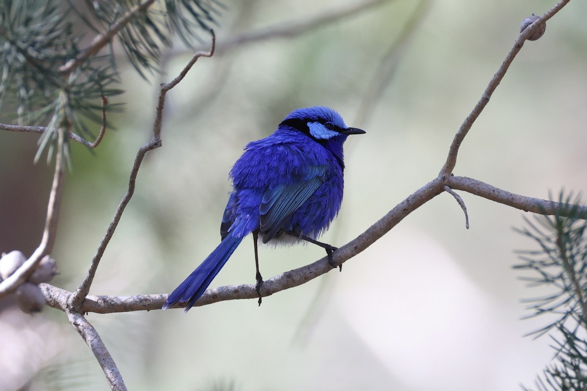 Splendid Fairywren - ML644201518