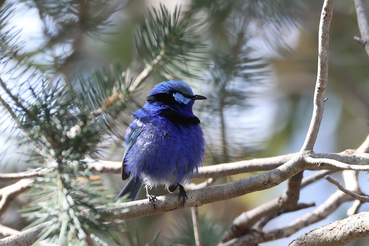 Splendid Fairywren - ML644201519