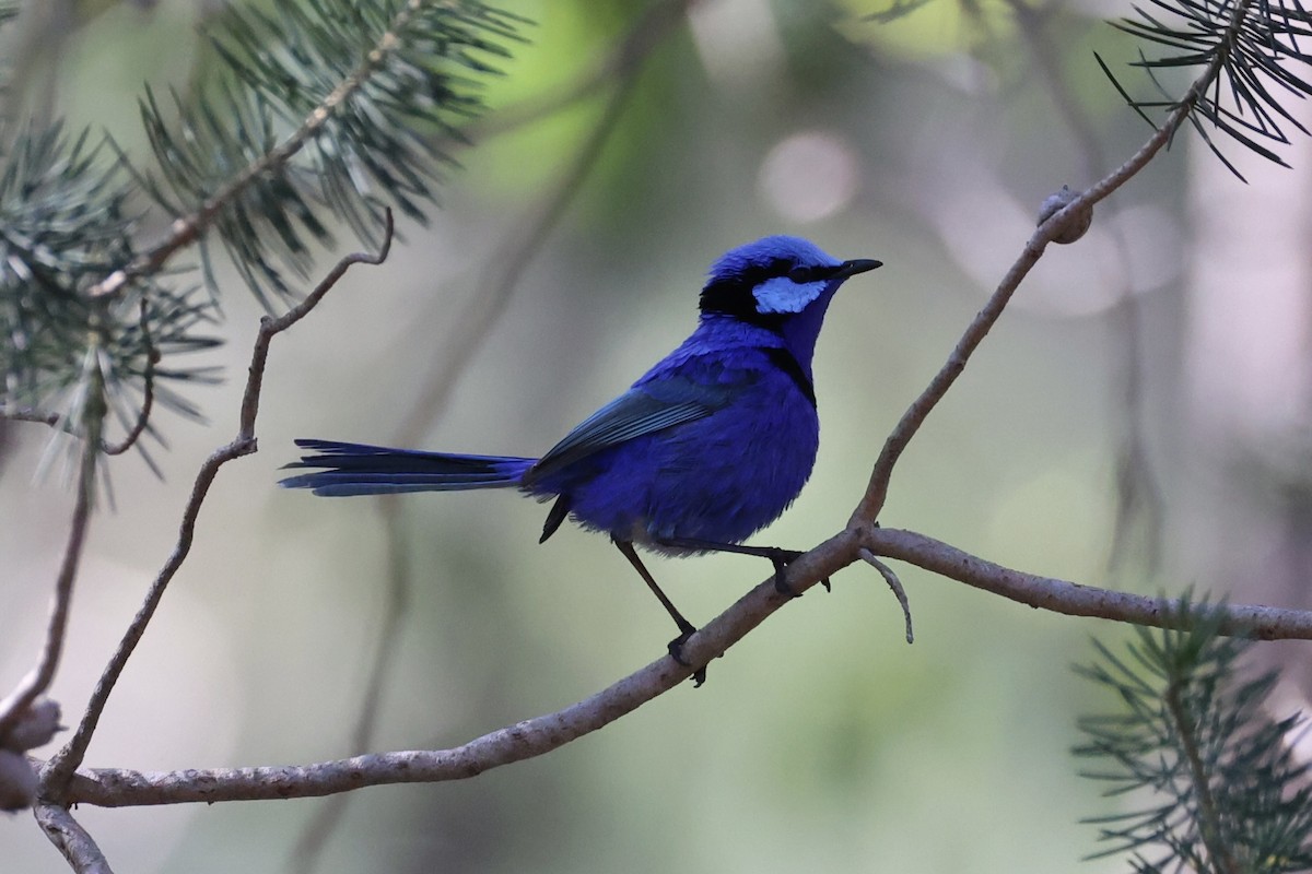 Splendid Fairywren - ML644201520