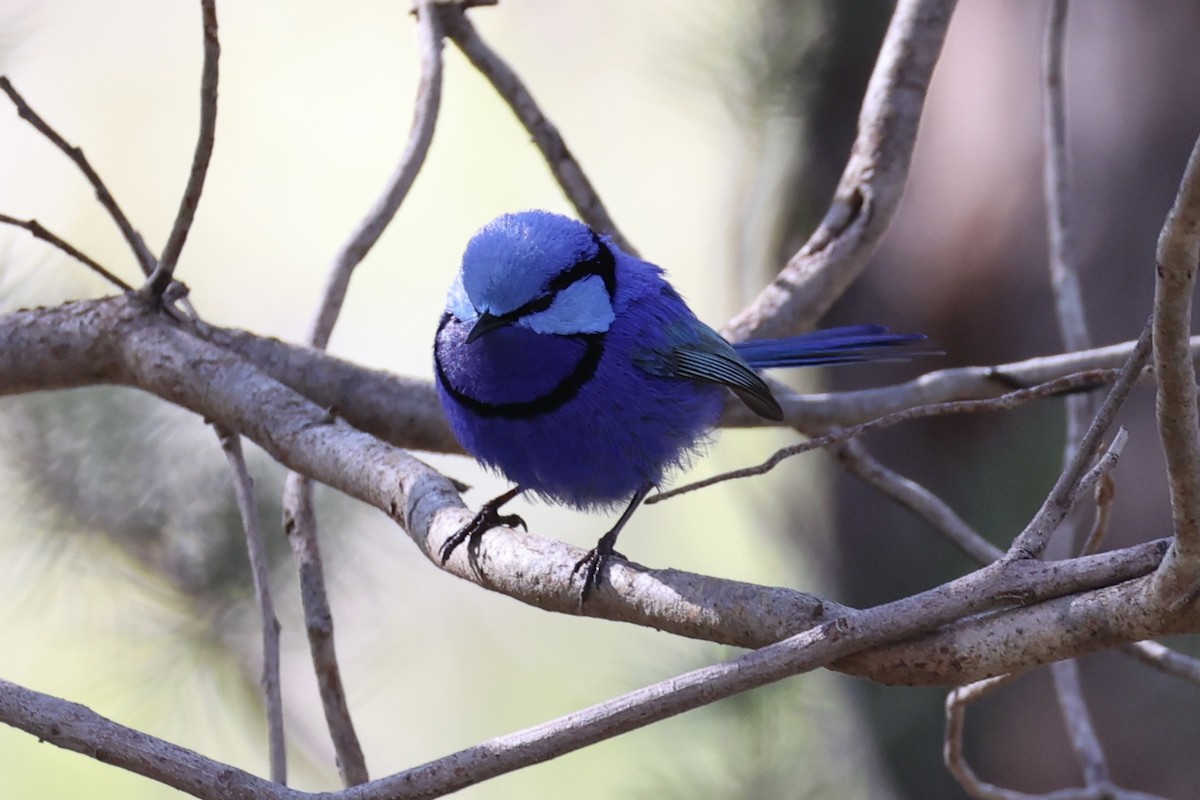 Splendid Fairywren - ML644201521
