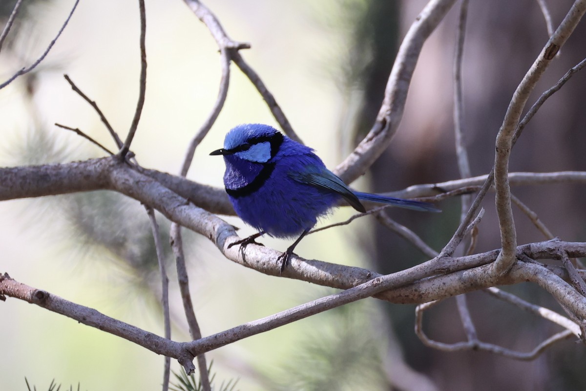 Splendid Fairywren - ML644201522