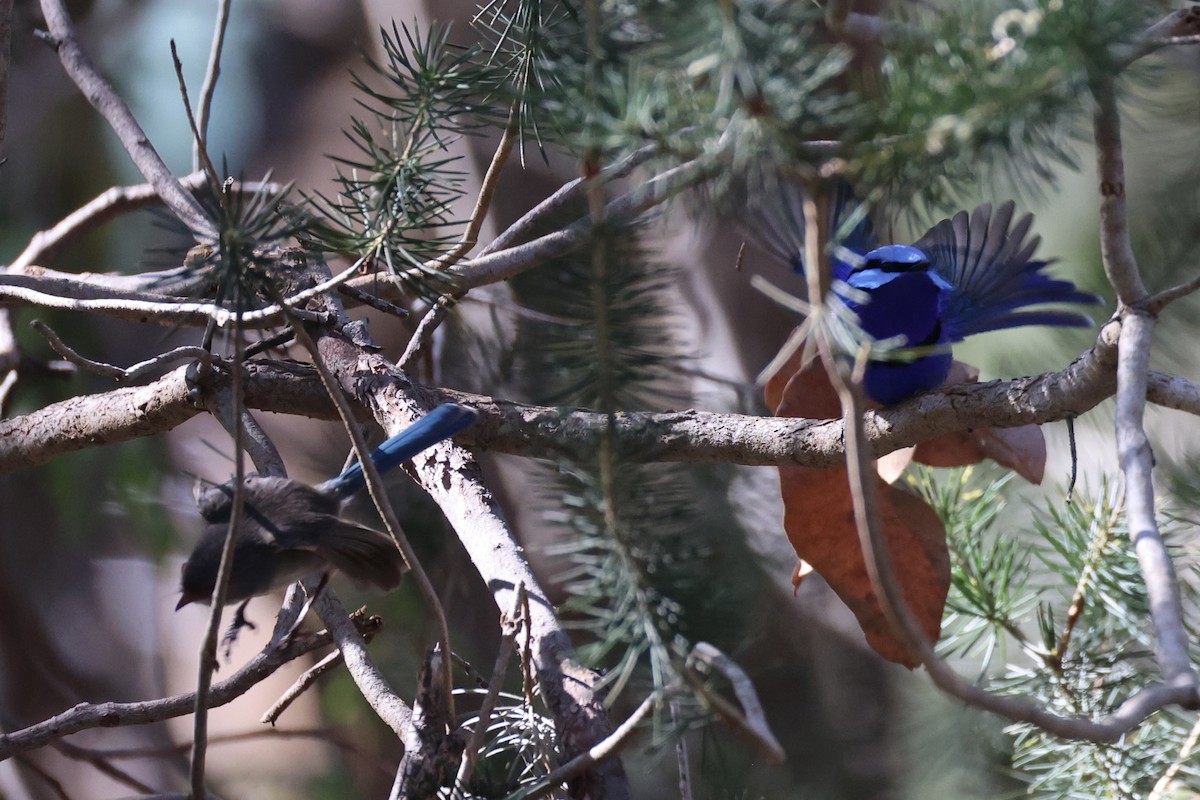Splendid Fairywren - ML644201523