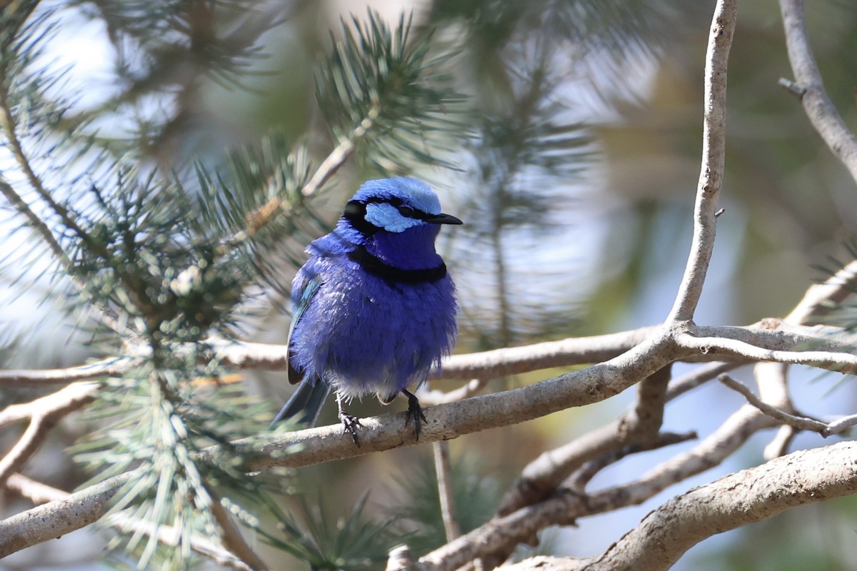 Splendid Fairywren - ML644201524