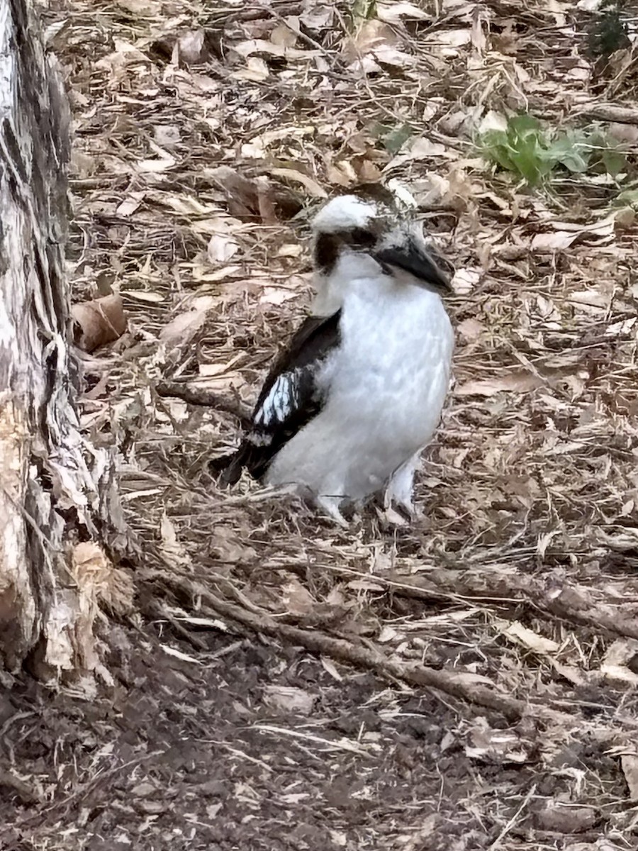 Laughing Kookaburra - ML644201528