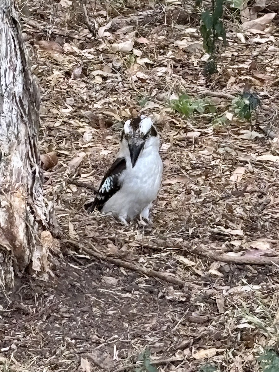 Laughing Kookaburra - ML644201529
