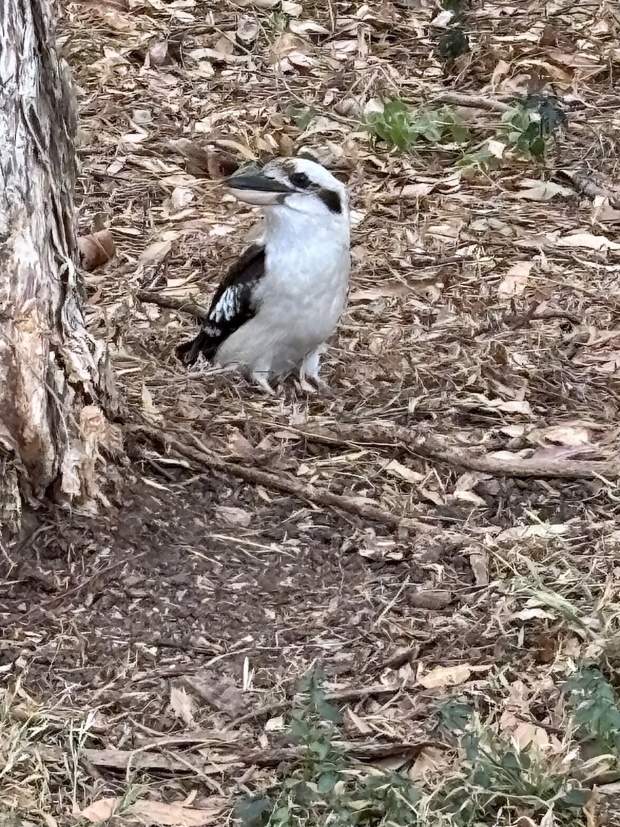 Laughing Kookaburra - ML644201530