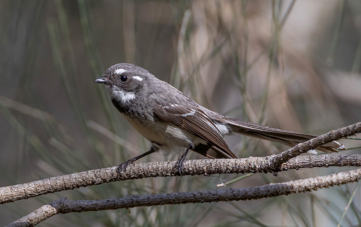 Gray Fantail - ML644201538