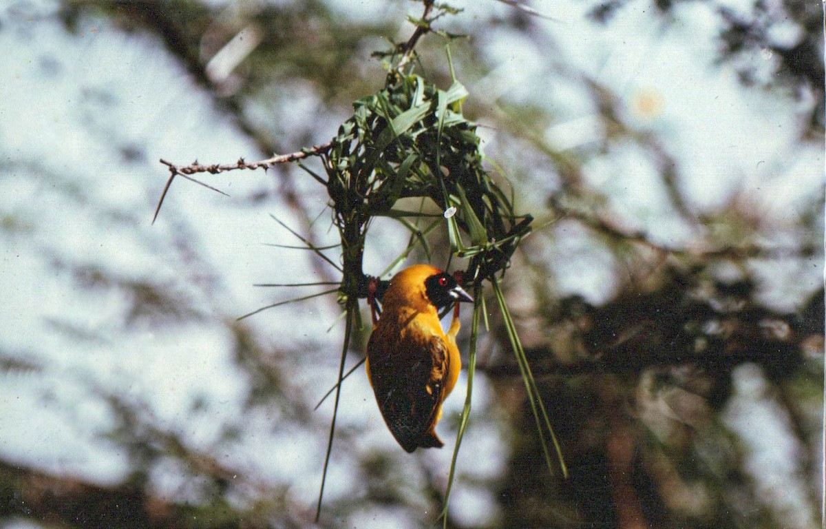 Vitelline Masked-Weaver - ML644201553