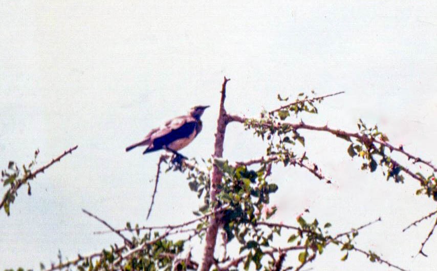 Fischer's Starling - ML644201567