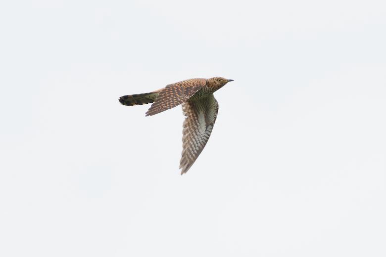 Common Cuckoo - ML644201580