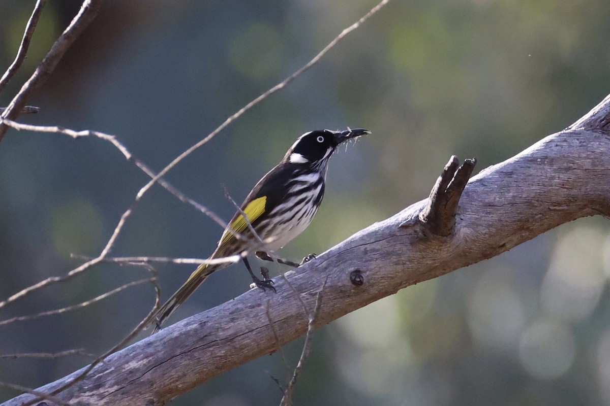 New Holland Honeyeater - ML644201583