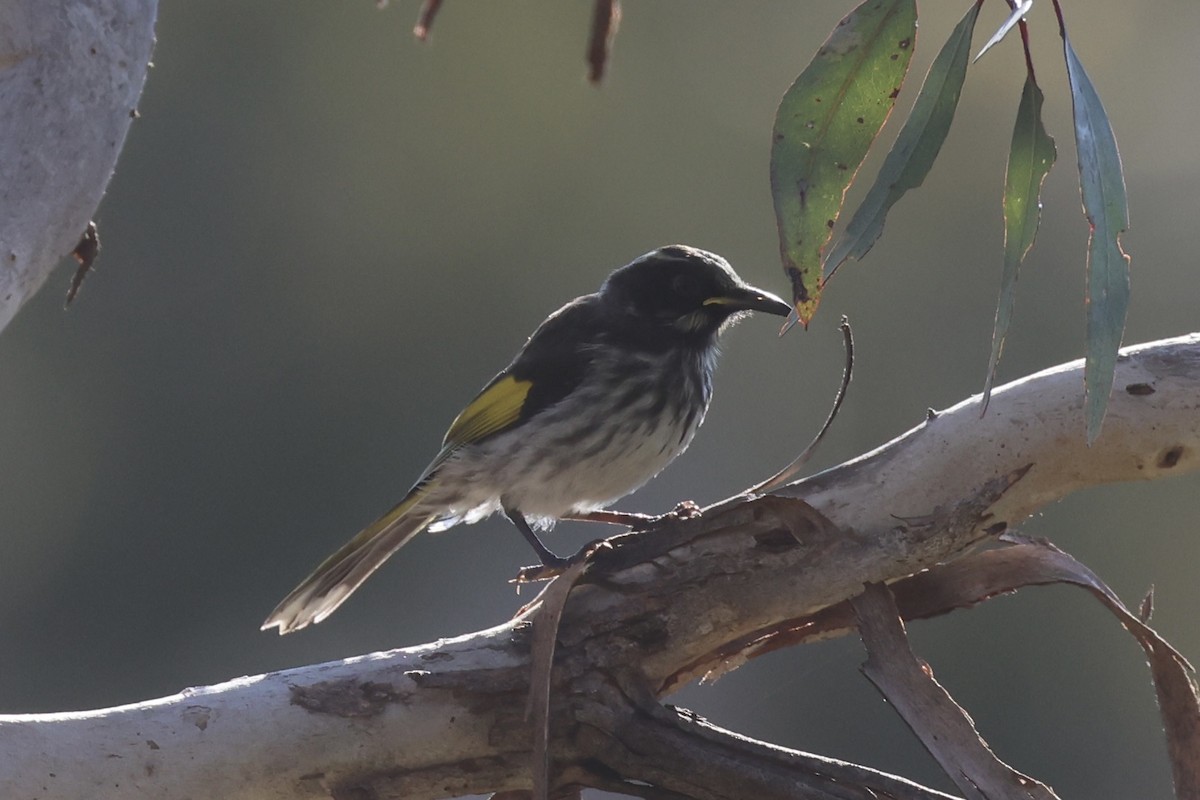 New Holland Honeyeater - ML644201590